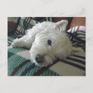 Cartão Postal Cartão-postal Sleepy Sofa Westie
