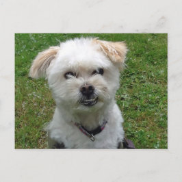 Cartão Postal Cartão-postal Smiling Poodle-Cross