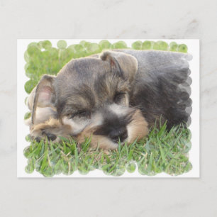 Cartão Postal Cartão-postal Snoozing Schnauzer
