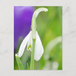 Cartão Postal Cartão-postal Snowdrop