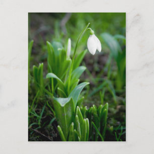 Cartão Postal Cartão-postal Snowdrop   Postkarte Schneegloeckche