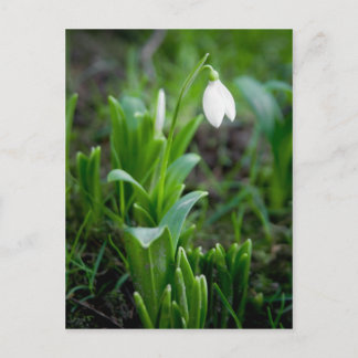 Cartão Postal Cartão-postal Snowdrop | Postkarte Schneegloeckche