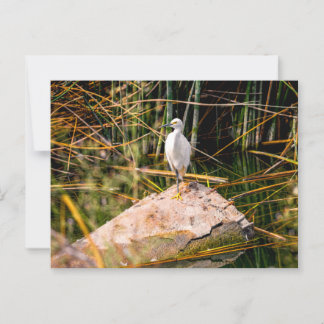 Cartão Postal Cartão-postal Snowy Egret