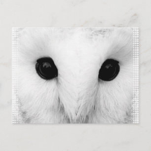 Cartão Postal Cartão-postal Snowy Owl