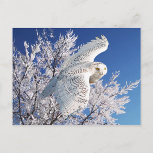 Cartão Postal Cartão-postal "Snowy Owl"