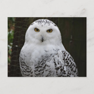 Cartão Postal Cartão-postal Snowy Owl