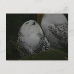 Cartão Postal Cartão-postal Snowy Owl