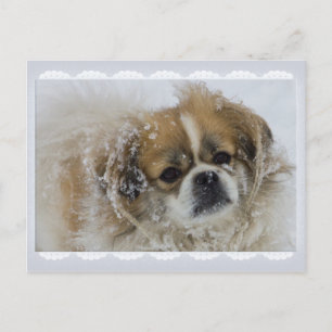 Cartão Postal Cartão-postal Snowy Tibetan Spaniel CC0136