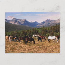 Cartão Postal Cartão-postal sobre cavalos de Montana