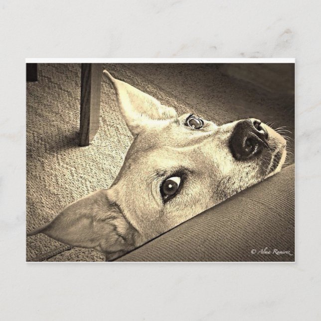 Cartão Postal Cartão-postal Sokka Davis (Frente)