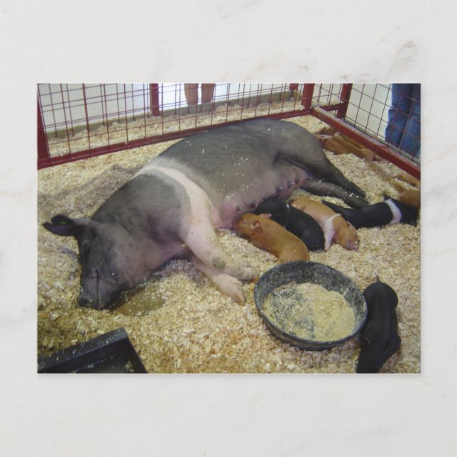 Cartão Postal Cartão-postal Sow e Piglets (Frente)