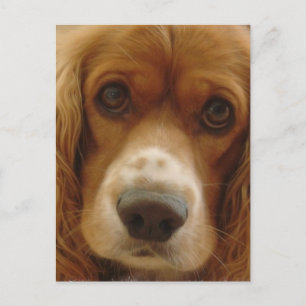 Cartão Postal Cartão-postal Spaniel Breed