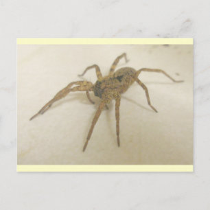 Cartão Postal Cartão-postal Spider de Visitante de Cozinha