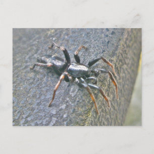 Cartão Postal Cartão-postal Spider do Gnaphosid