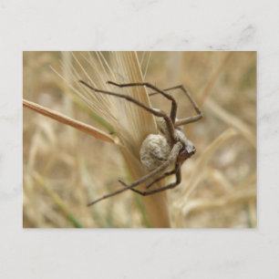 Cartão Postal Cartão-postal Spider e Ovo Sac