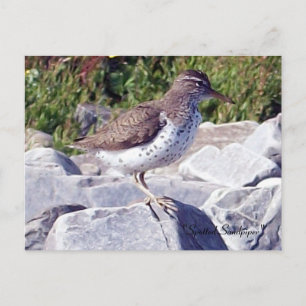 Cartão Postal Cartão-postal Spotpiper 1