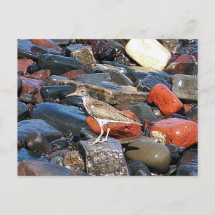 Cartão Postal Cartão-postal Spotpiper 2