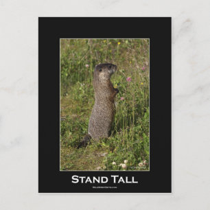 Cartão Postal Cartão-postal Stand Tall Marmot