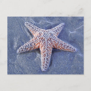 Cartão Postal Cartão-postal Starfish