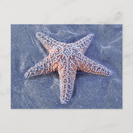Cartão Postal Cartão-postal Starfish