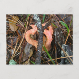 Cartão Postal Cartão-postal Stinkhorn de Cogumelos OBX