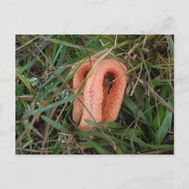 Cartão Postal Cartão-postal Stinkhorn Oculto à Coluna OBX nº 1 (Frente)