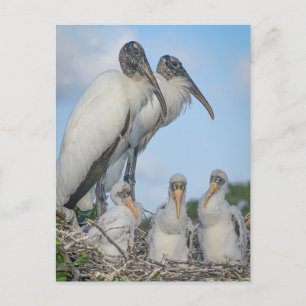Cartão Postal Cartão-postal "Stork Family"