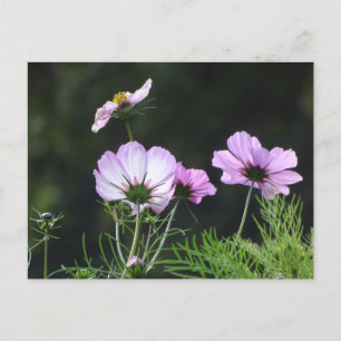 Cartão Postal Cartão-postal Sunny Cosmea Flowers DIY