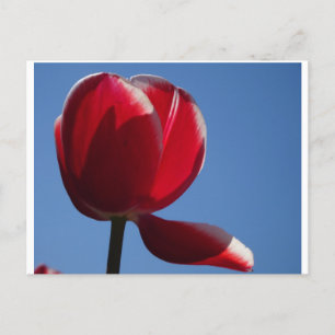 Cartão Postal Cartão-postal Sunny Red Tulip Close DY