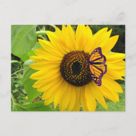 Cartão Postal Cartão-postal Sunny Summer