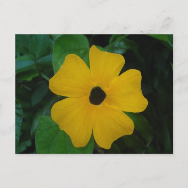 Cartão Postal Cartão-postal Susan de olhos negros (Frente)