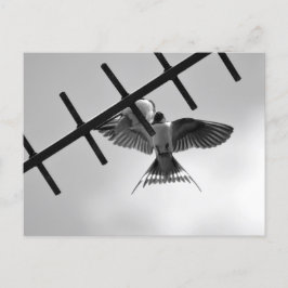 Cartão Postal Cartão-postal Swallow e Frazões
