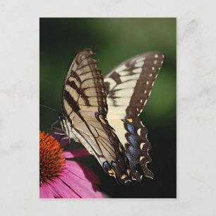 Cartão Postal Cartão-postal Swallowtail de Tigre Ocidental