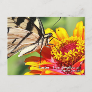 Cartão Postal Cartão-postal Swallowtail de Tigre Oriental
