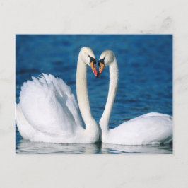 Cartão Postal Cartão-postal Swan