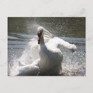 Cartão Postal Cartão-postal Swan