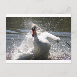 Cartão Postal Cartão-postal Swan
