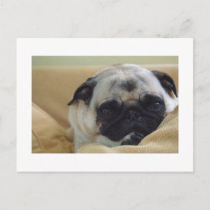 Cartão Postal Cartão-postal Sweet Pug