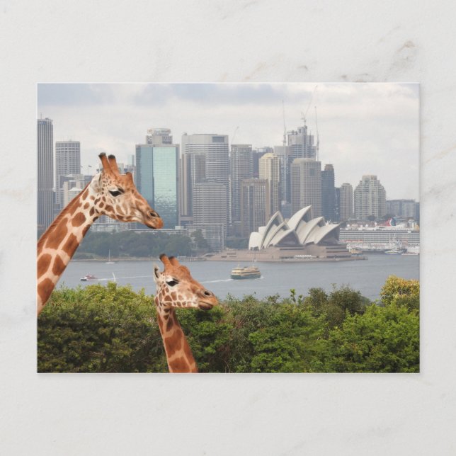 Cartão Postal Cartão-postal Sydney Giraffe (Frente)