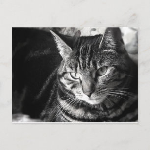Cartão Postal Cartão-postal Tabby Cat