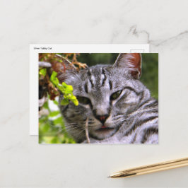 Cartão Postal Cartão-postal Tabby Cat
