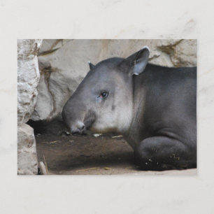 Cartão Postal Cartão-postal Tapir