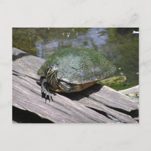 Cartão Postal Cartão-postal Terrapin