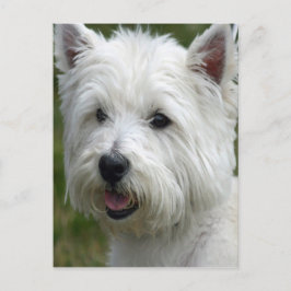 Cartão Postal Cartão-postal Terrier da Highland Ocidental Branca