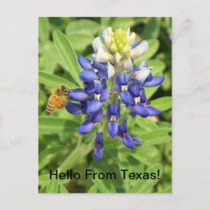 Cartão Postal Cartão-postal Texas Bluebonnet