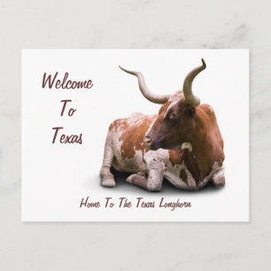 Cartão Postal Cartão-postal Texas Longhorn