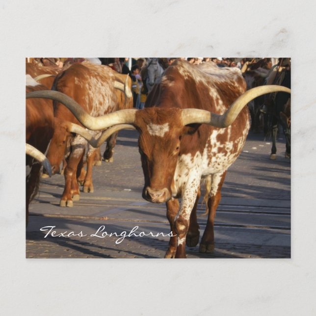 Cartão Postal Cartão-postal Texas Longhorns (Frente)