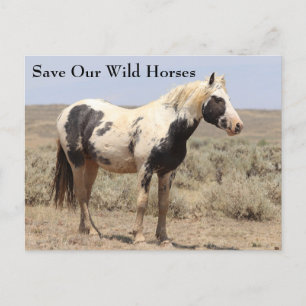 Cartão Postal Cartão-postal Thor McCullough Wild Horse