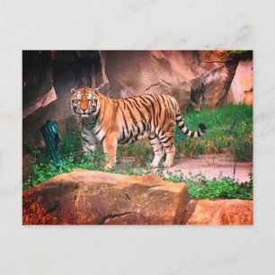 Cartão Postal Cartão-postal Tiger