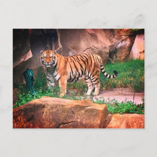 Cartão Postal Cartão-postal Tiger